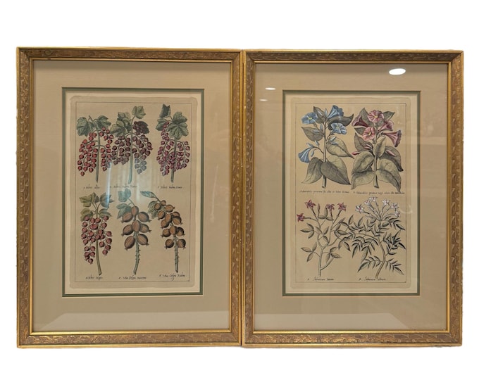 Framed Antique Hand Colored Engravings by J. B. Morandi  | Pair Set 2 | Fruit & Flowers | Tobacco and Grapes | Wall Decor Wall Art