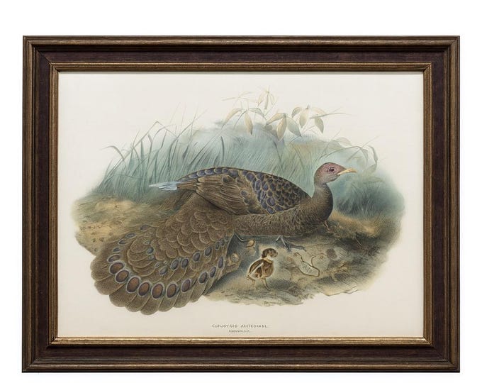 Framed Litho Print German Peacock Pheasant Elliot Fabreau Gibson Crocker Polyplectron Germaini