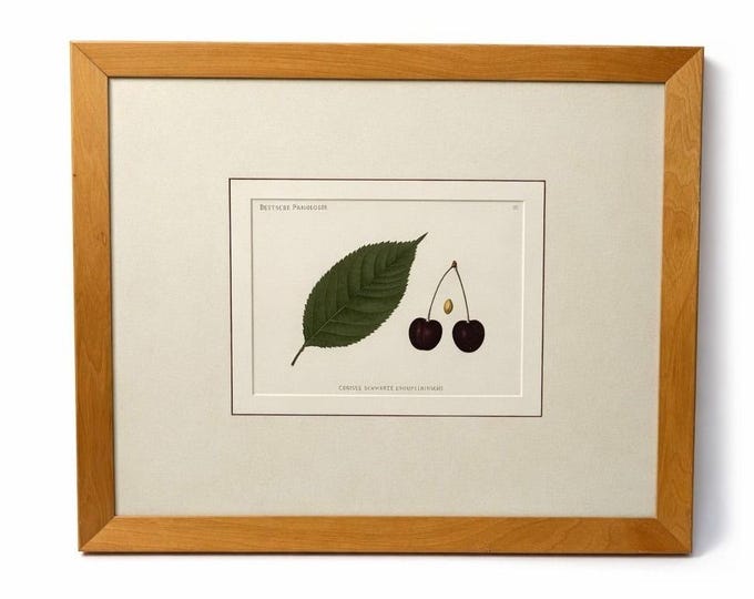 Framed Lithograph Cherries and Leaf Oak Frame Botantical German Pomological l Deutsche Pomologie Grosser Schwarzer Knorpelkirsche Wall Art