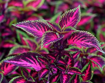 Choco Coleus Seeds - 15 Quality Seeds - Buntnessel Samen - Three Colour-