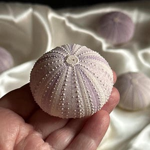 May include: A close-up of a sea urchin shell held in a hand. The shell is a pale lavender color with white and lavender stripes and small, white, textured bumps. Other shells are visible in the background.