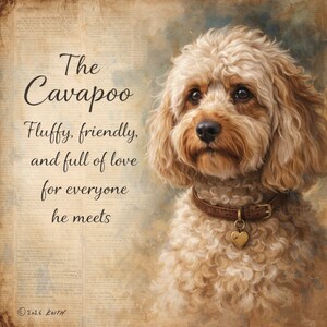Puede incluir: Retrato de un perro Cavapoo con un collar de cuero marrón y un colgante en forma de corazón. La imagen incluye el texto "The Cavapoo, Fluffy, friendly, and full of love for everyone he meets."