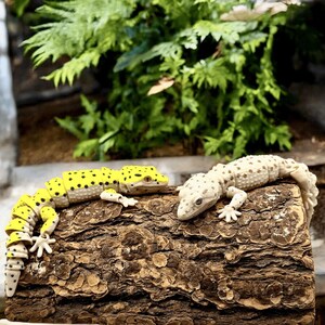 May include: Two toy geckos rest on a piece of wood. One gecko is yellow with black spots, the other is white with brown spots. Green foliage is in the background. The geckos are detailed and appear to be articulated.