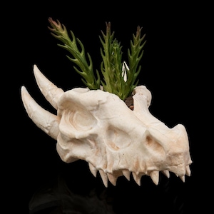 May include: A cream-coloured dragon skull planter with green plants sprouting from the top. The skull has two large horns and sharp teeth. The planter is set against a black background.