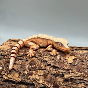 Crested Gecko Flexi Toy, Articulated 3D Printed Lizard Fidget Desk Animal image 3