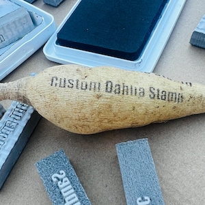 Individuelle Dahlieknolle Stempel