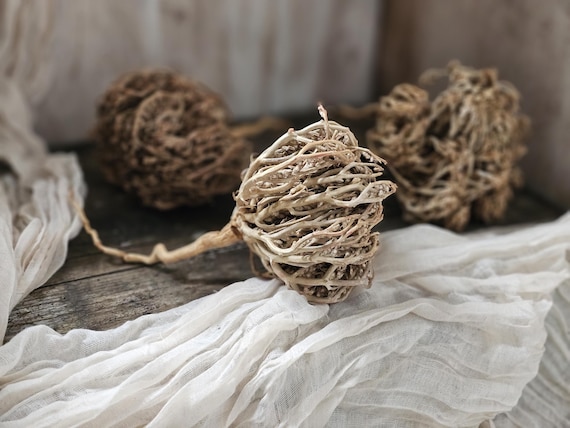 Rose of Jericho Dry Flower,jerico Flower,the Plant of Resurrection