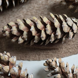 Pommes de pin en sucre géantes, séchées naturelles, Décoration de Noël rustique, Fournitures créatives, Fabrication de couronnes de Noël