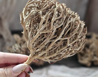 Rose of Jericho Dry Flower,jerico Flower,the Plant of Resurrection Rose of Jericho Dry Flower,jerico Flower,the Plant of Resurrection
