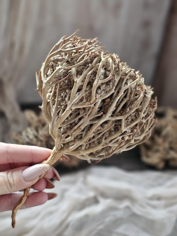 Rose of Jericho Dry Flower,jerico Flower,the Plant of Resurrection