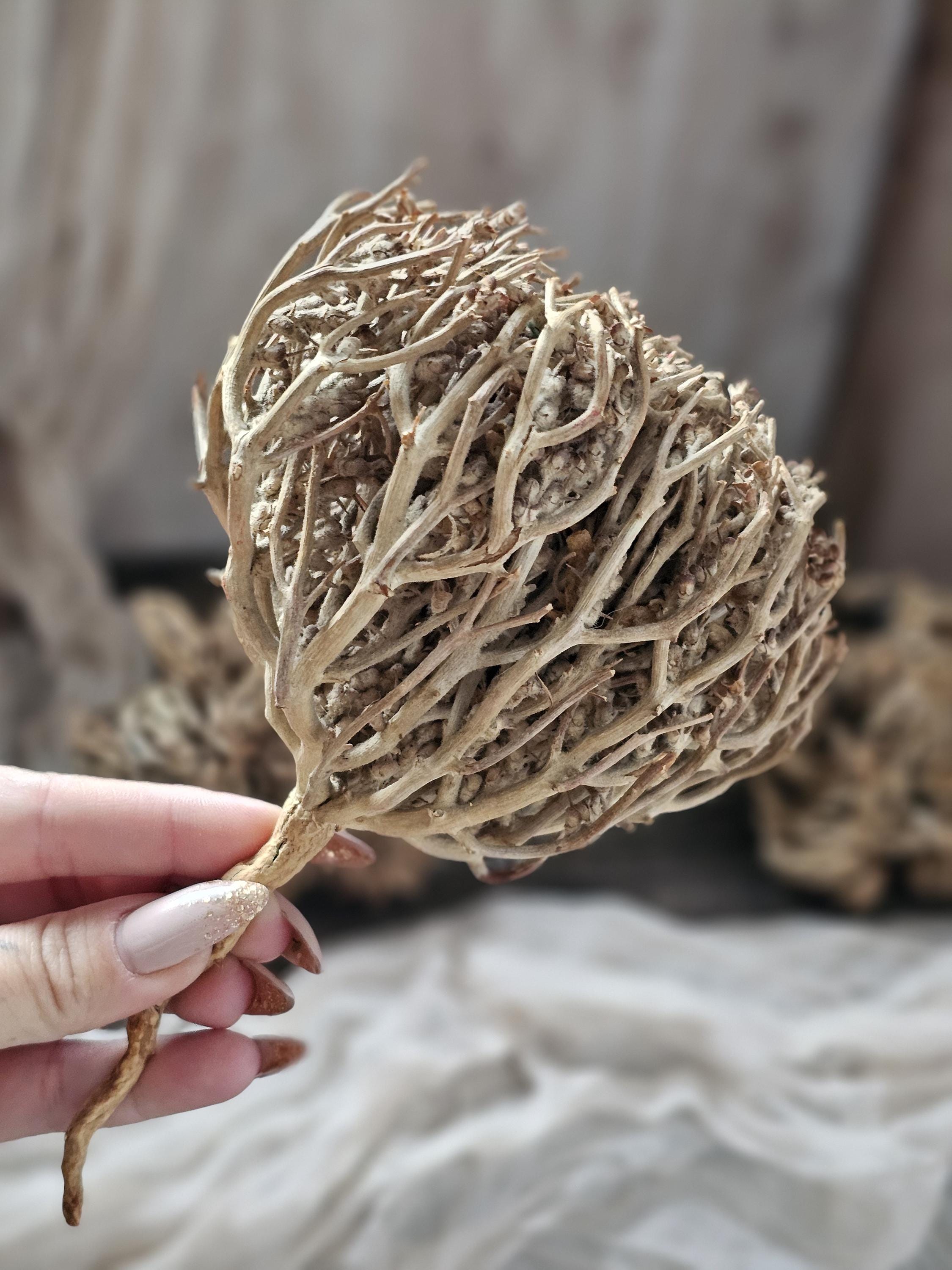 Rose of Jericho Dry Flower,jerico Flower,the Plant of Resurrection