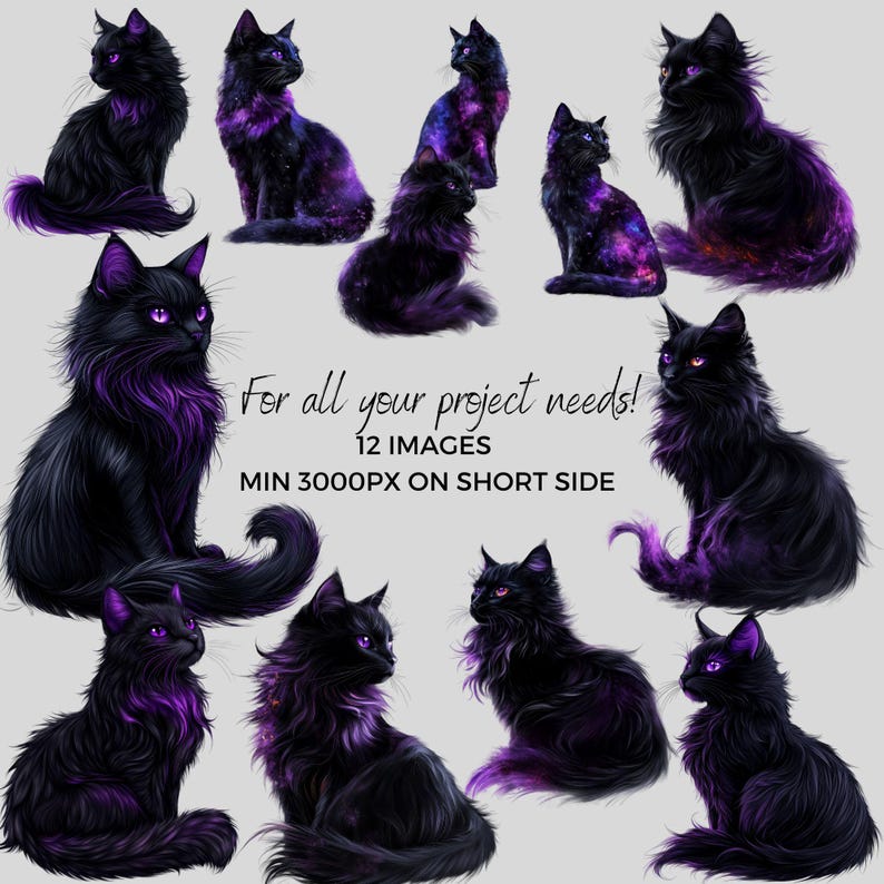 May include: Twelve digital images of black cats with purple highlights. The cats are in various poses, including sitting, standing, and looking to the side. The images are high-resolution and suitable for digital projects.
