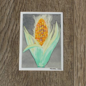 May include: Watercolor painting of an ear of corn, with yellow, orange, and purple kernels, surrounded by green and yellow husks. The artwork is signed "MENDEL IDAS" in the lower right corner.