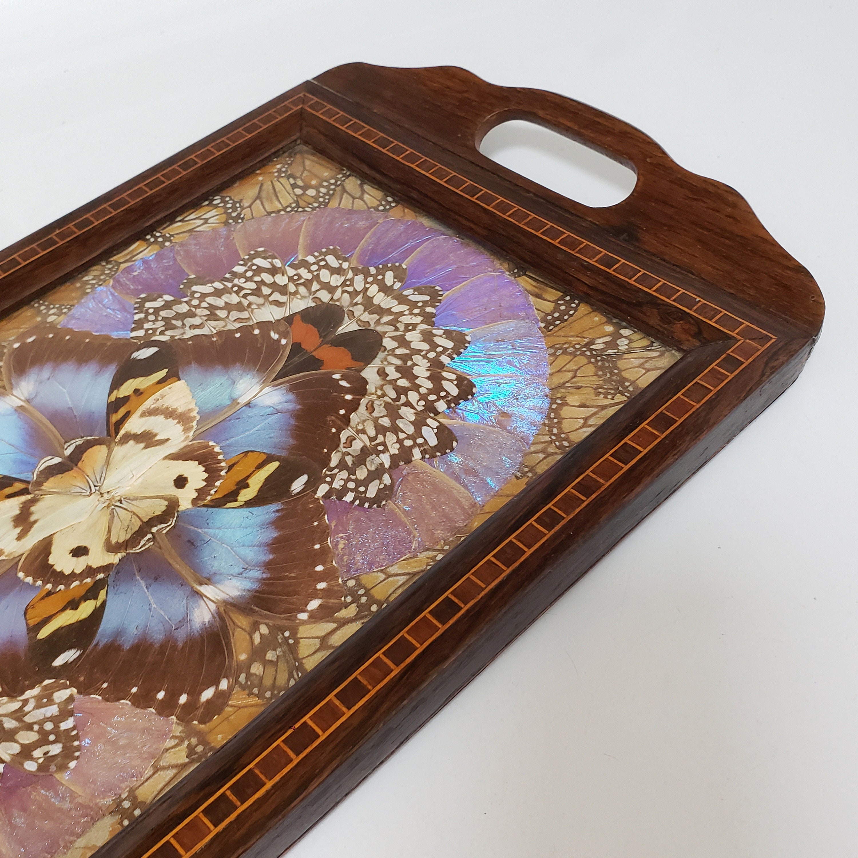 Antique Brazilian Butterfly Wing Tray Framed Blue Butterfly Wings