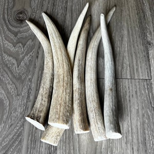 Large Pointed End Antler Dog Chew, Dog Chew, Dog Bones, Natural Chew, Dog Treats (1 pc)