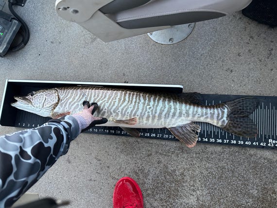 Musky Tournament Bump Board (Built by Reck-n-Rack for Ghirardelli Outfitters)