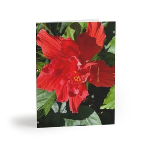 Red Hibiscus Flower Grußkarten mit Umschlägen, Red Hibiscus Note Cards, innen leer