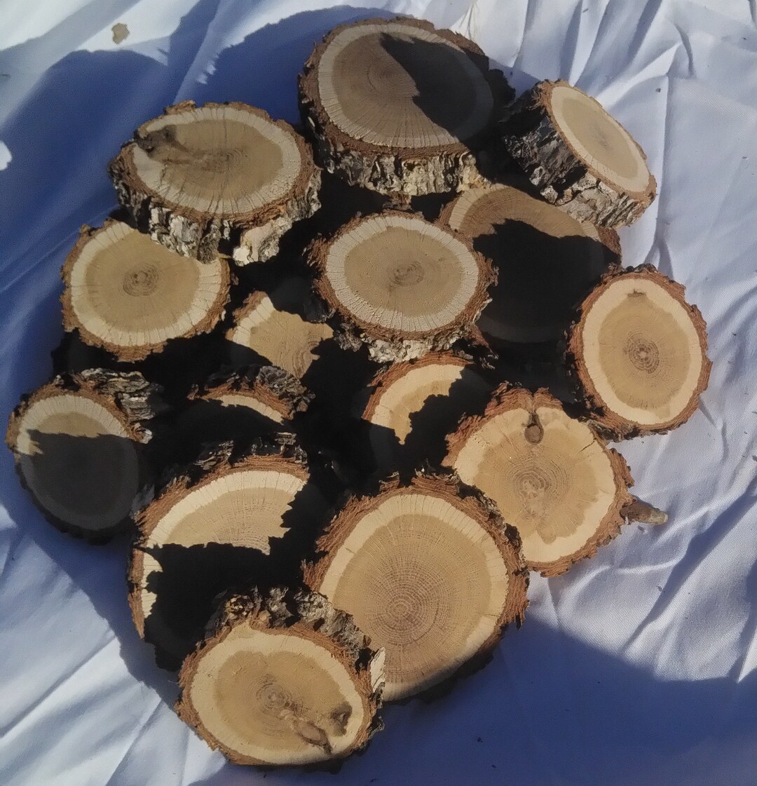 150 Small Oak Tree Rounds Etsy