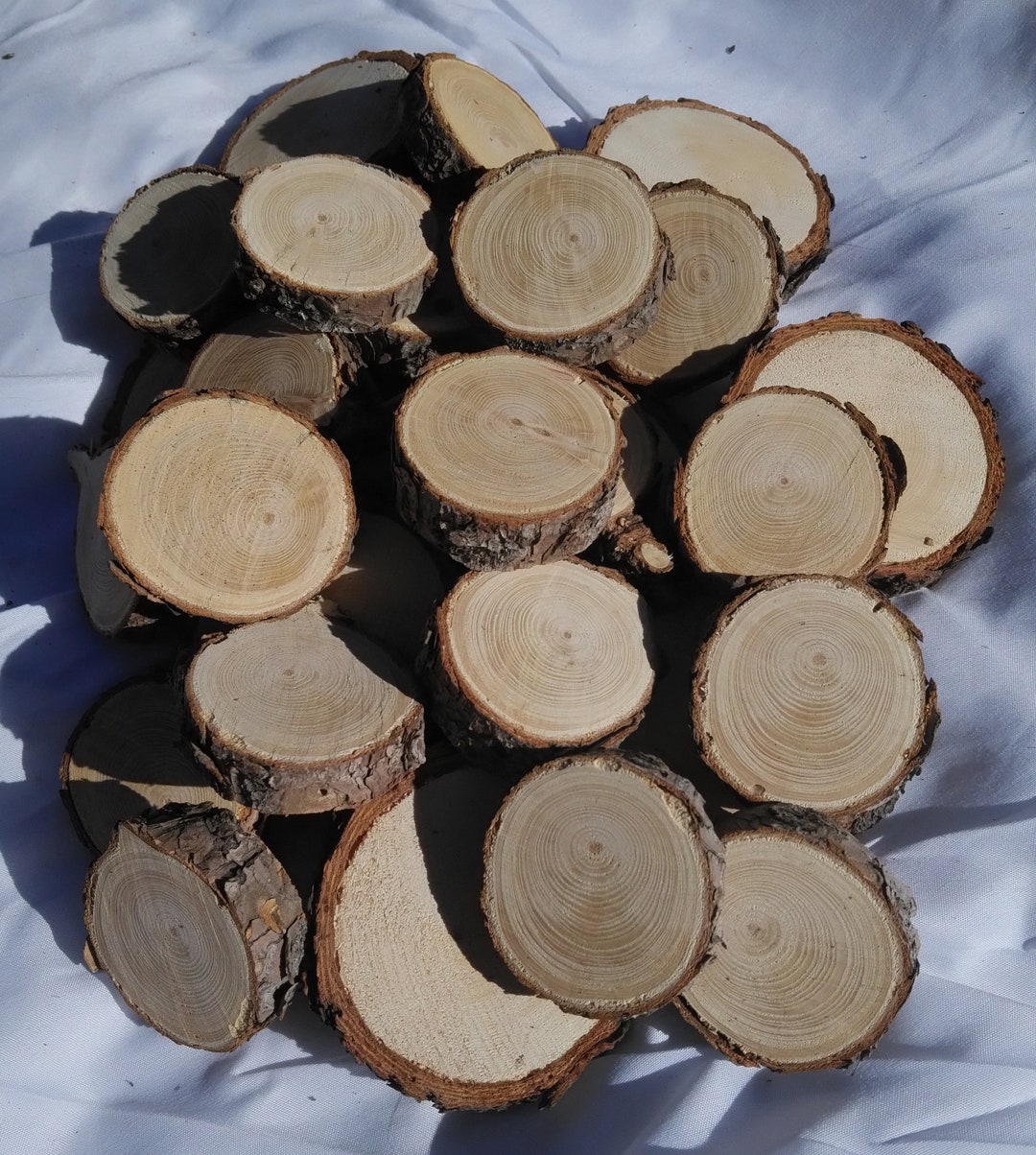 150 1 to 3 Inch Small Pine Tree Slices Etsy