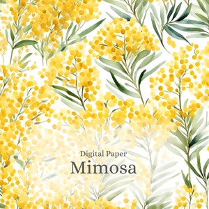 Illustrazione ad acquerello, Mimosa, JPG di alta qualità
