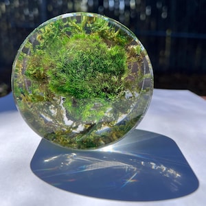 Preserved Moss Paperweight | Clear Resin Desk Decor | Biophilic Art Gift | Unique Office Home Accent | Handcrafted Nature Decor by Serenzy