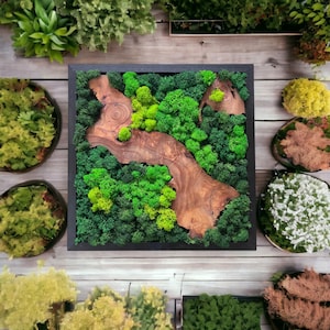 Square Moss Wall Art, Pick your Own Wall Hanging, One of a Kind Wall Sculpture, Preserved Moss Wall Decor, Gift for Plant Lovers, Angled
