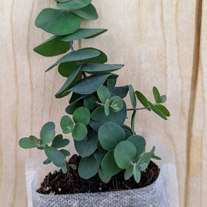 Baby Blue Eucalyptus -4" Seedling-Pesticide and Herbicide Free