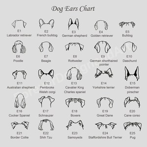 K&ouml;nnte beinhalten: Eine Dog Ears Chart mit f&uuml;nfundzwanzig schwarzen Strichzeichnungen verschiedener Hundeohrformen, beschriftet von E1 bis E25 mit den entsprechenden Rassennamen wie Labrador Retriever, Franz&ouml;sische Bulldogge, Deutscher Sch&auml;ferhund und weiteren.