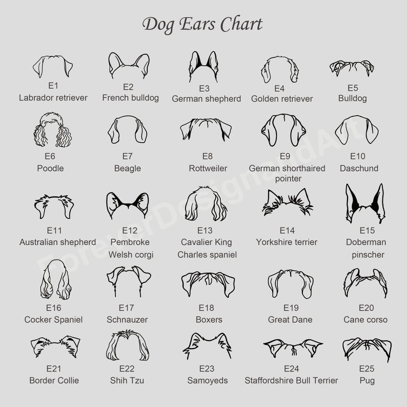 K&ouml;nnte beinhalten: Eine Dog Ears Chart mit f&uuml;nfundzwanzig schwarzen Strichzeichnungen verschiedener Hundeohrformen, beschriftet von E1 bis E25 mit den entsprechenden Rassennamen wie Labrador Retriever, Franz&ouml;sische Bulldogge, Deutscher Sch&auml;ferhund und weiteren.
