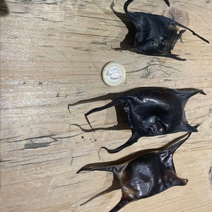 Può includere: Quattro capsule di uova di razza, note anche come borsette di sirena, di colore marrone scuro, sono disposte su una superficie di legno marrone chiaro. Una moneta è posta vicino al centro. Le capsule hanno una forma unica con estremità appuntite e viticci arricciati.