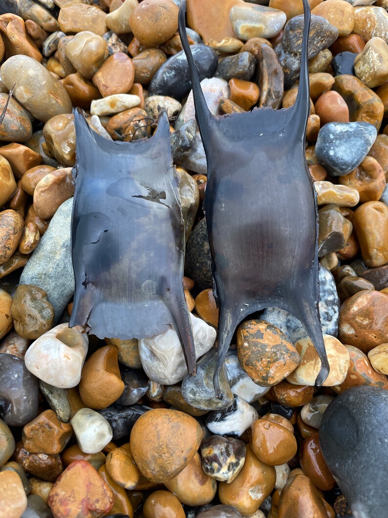 Ray Egg Shark Egg Mermaids Purses Devil s Purse Egg Cases 