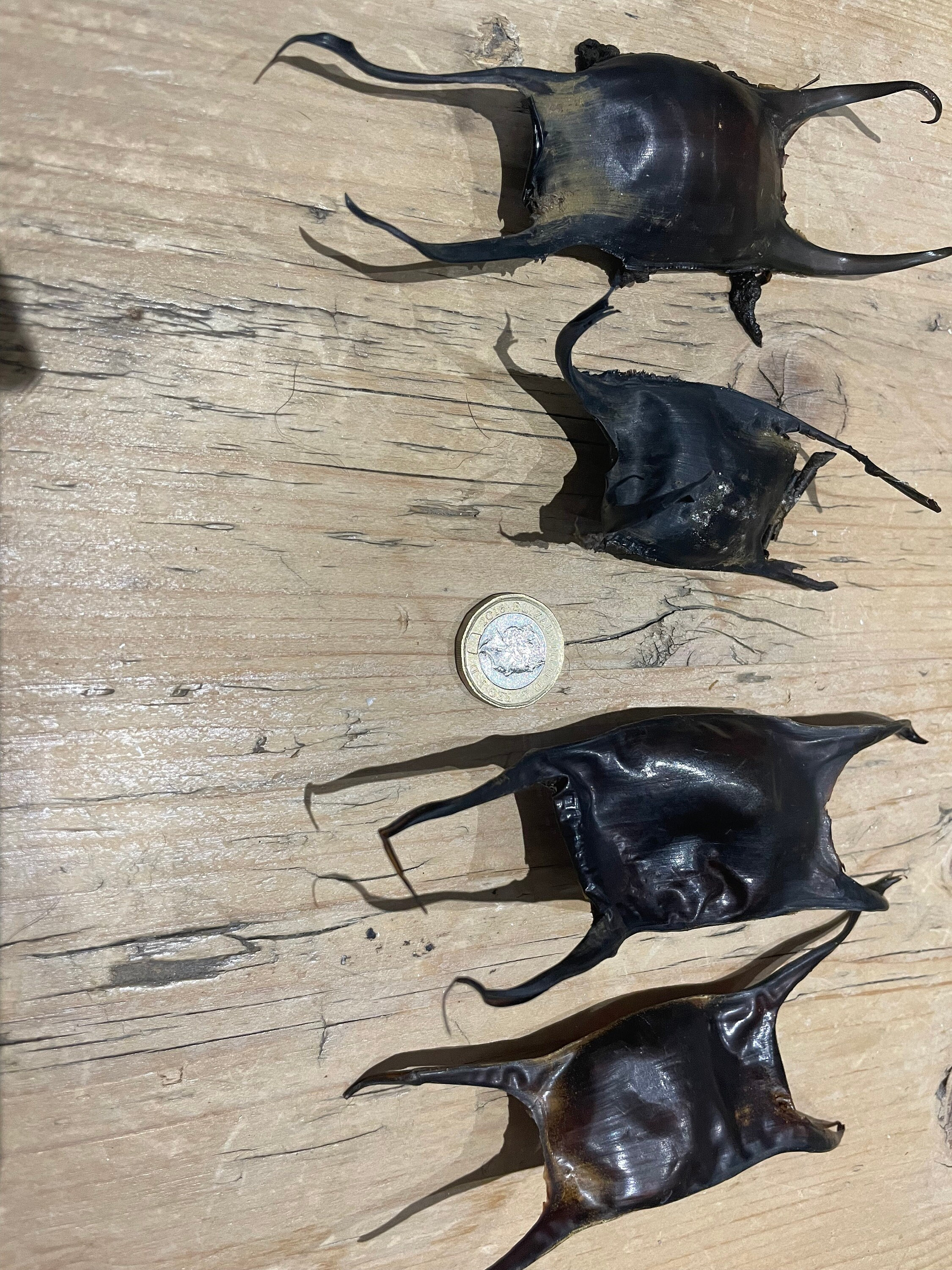 Ray Egg, Shark Egg, Mermaids' Purses, Devil's Purse, Egg Cases