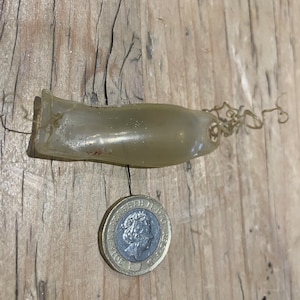 May include: A clear, translucent, elongated object with a curled, string-like appendage. The object is about the size of a U.S. one-pound coin.