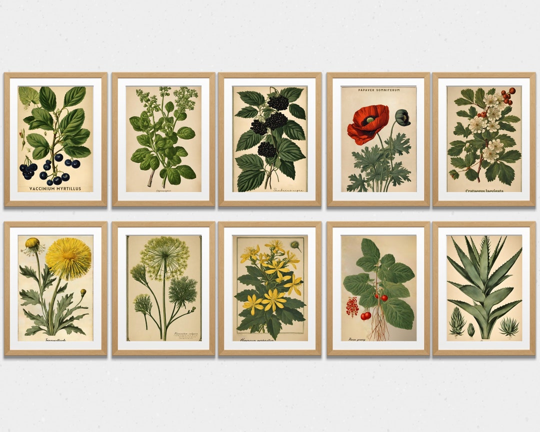 Vintage Botanical Poster, Set of 20, Digital Download, Gallery Wall Art ...
