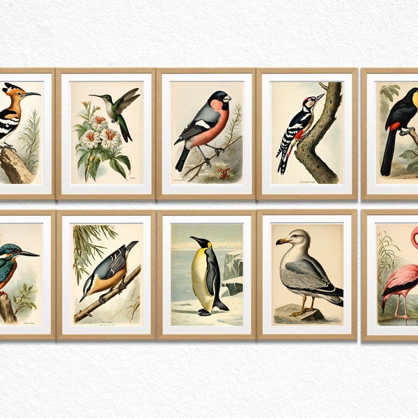 Vintage Bird Art Print, Set of 20, Vintage Illustration, Printable Wall Art, Digital Download, Digital poster, Gallery Wall Art, Ornithology