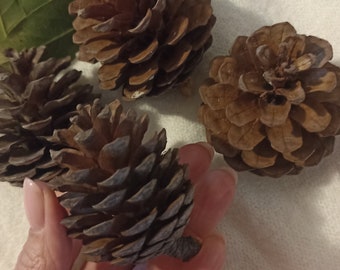 Pine cone small for DIY, Cone natural decor. Real natural pine cone decor. Dried Natural Pine Cones for DIY Crafts, Christmas Decor.