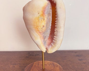 Mounted Antique Shell on Hardwood Stand