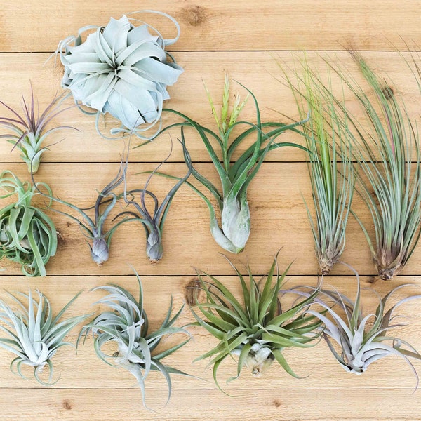 3 Pack of Tillandsia Ionantha Air Plants - You Pick - 30 Day Guarantee - FAST & FREE SHIPPING!