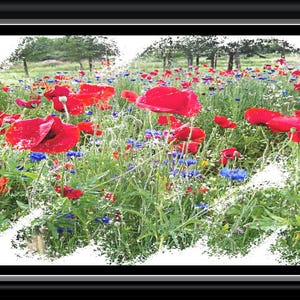 Lámina de flores rojas. Póster de un sendero florido en la naturaleza. Lámina decorativa para el hogar y la oficina. Póster botánico. Arte mural.