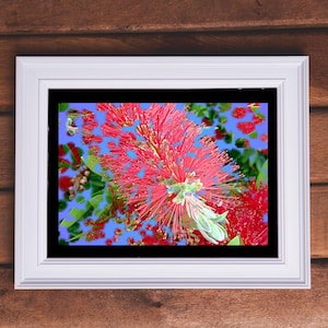 Abstract red flower print. Decorative wall art. Botanical poster. Inspirational poster. Print that reproduces a single flower.