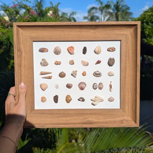 Op de afbeelding: Een ingelijste print met een verzameling verschillende schelpen. De schelpen zijn in tinten bruin, beige en oranje, gerangschikt op een witte achtergrond. De lijst is gemaakt van lichtbruin hout, en de afbeelding wordt door een persoon vastgehouden.
