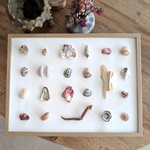Op de afbeelding: Een ingelijste verzameling van diverse schelpen, gepresenteerd op een witte achtergrond. De schelpen variëren in vorm, grootte en kleur, waaronder wit, beige, roze en bruin. De houten lijst voegt een natuurlijk tintje toe.