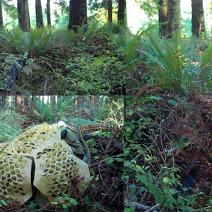 May include: A camouflage-patterned backpack is hidden in a forest setting. The backpack is lying on the ground, partially concealed by ferns and other foliage. The forest is dense with tall trees and lush greenery.