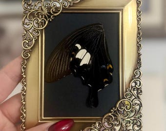 May include: A framed butterfly wing, showcasing a black and white pattern against a dark background. The ornate gold frame features intricate scrollwork. The artwork is a unique decorative piece.
