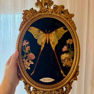 Puede incluir: Una obra de arte ovalada con marco dorado que presenta una gran mariposa de color amarillo verdoso con apéndices largos, sobre un fondo azul oscuro. Flores rosas y amarillas adornan los lados. El marco tiene detalles ornamentados.