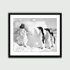 Penguins in Snow Photo, Vintage Print, Wall Art Print, Wall Decor, Home Decor, Digital Download, Printable Art