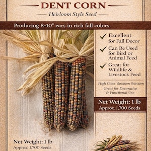Earth Tones Dent Corn Seed 1 lb – Ornamental Indian Corn – Heirloom Style Seed – Fall Decor Corn – Bird & Animal Feed Corn