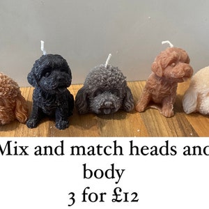 Compra múltiple de mezclas y combinaciones de Cockapoo/Teddy Heads