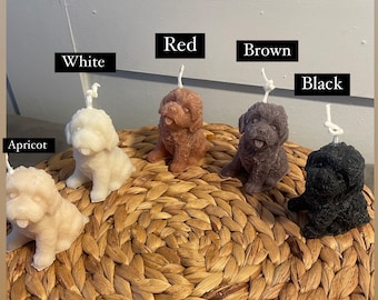 Kakadu | Cavapoo | Labradoodle Kerze