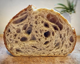 Gold Award Sourdough Starter. Organic, Fresh & Never Dehydrated. Includes Sourdough Recipe. Perfect Mothers Day Gift.